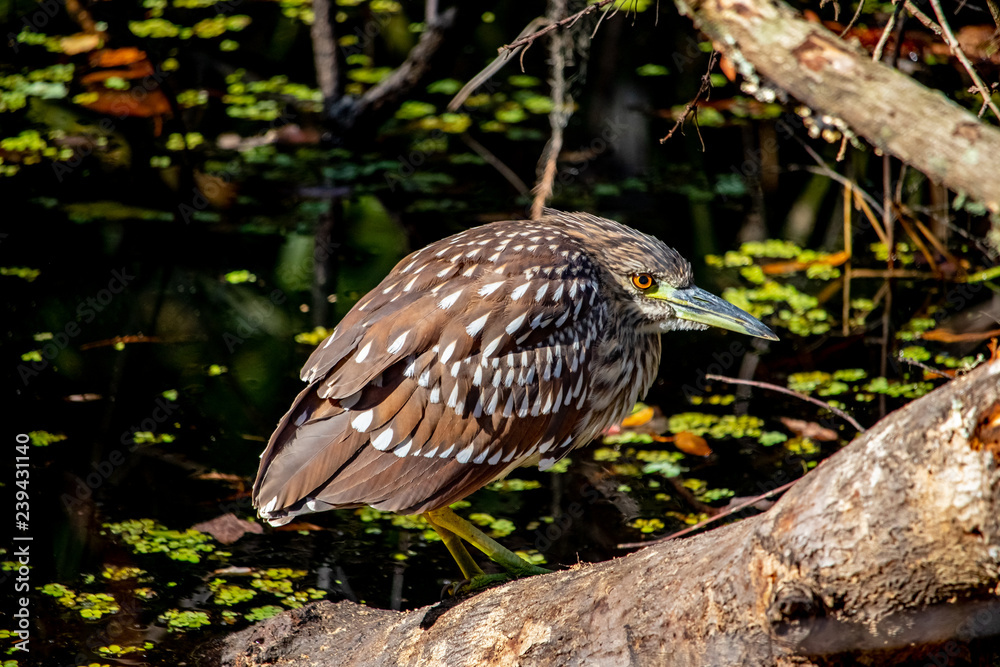 Immature Night Heron Immature Night Heron