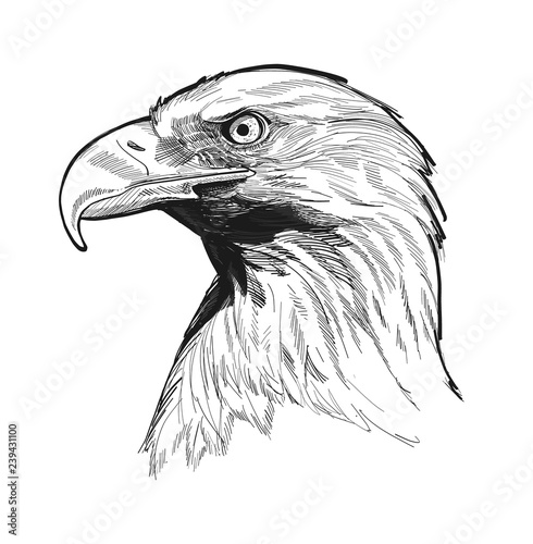 illustration of an eagle