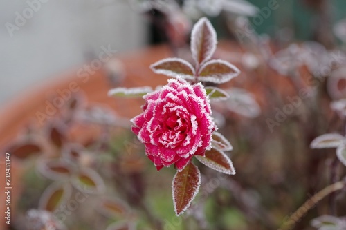 霜が付着した花 photo