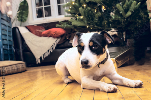 Fototapeta Naklejka Na Ścianę i Meble -  Cute Christmas dog at home under Christmas tree
