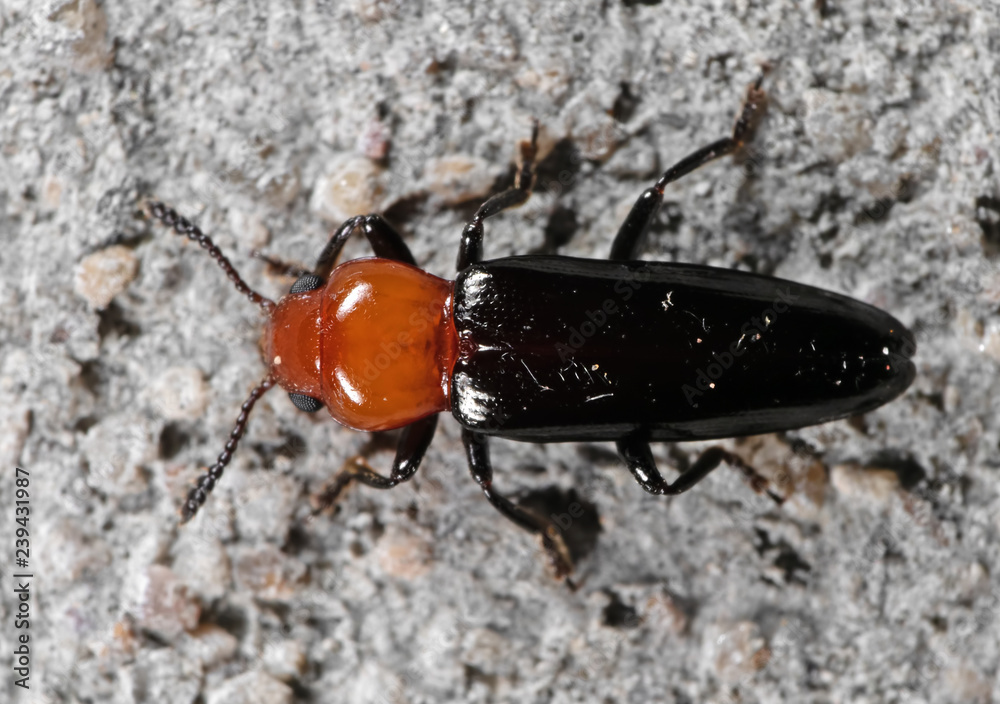 Fototapeta premium Macro Photo of Orange and Black Beetle on The Wall