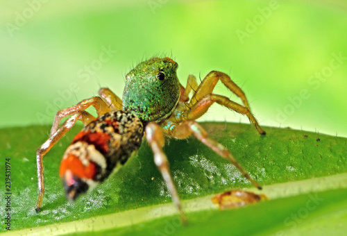 Macro Photo of Colorful Jumping Spider on Green Leaf