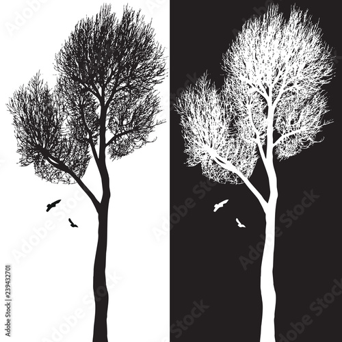 Tree silhouette and birds - black and white vector illustration. Realistic detailed graphic image of natural forest plant with bare branches without leaves.