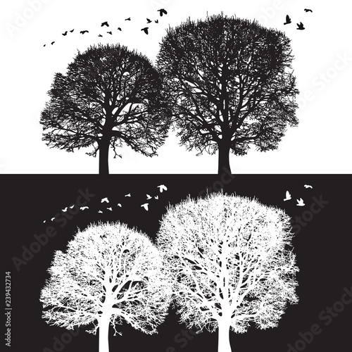 Tree silhouette and birds - black and white vector illustration. Realistic detailed graphic image of natural forest plant with bare branches without leaves.