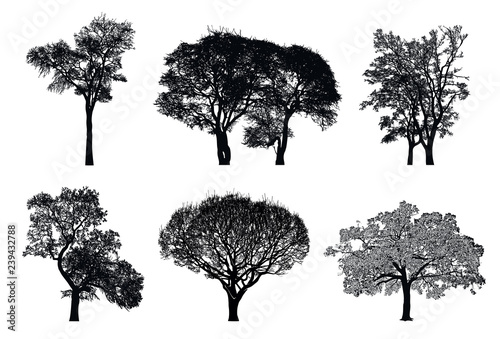 Tree silhouettes - black vector image isolated on white background. Realistic detailed graphic illustration of natural forest plant with bare branches without leaves.