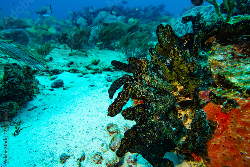 the underwater world of the Caribbean © Zeus (Victor Deev)