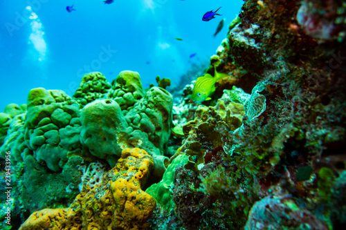 the underwater world of the Caribbean. Cozumel Island and barrier reef near