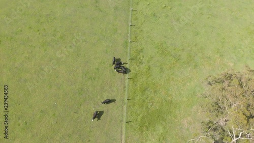 A birds eye view of cattle running along a fencing boundary line on a lush green farm in Victoria. photo