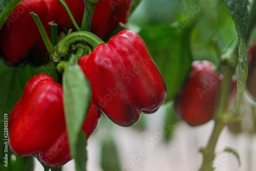Fresh bell peper growing in garden. Organic vegetable farm