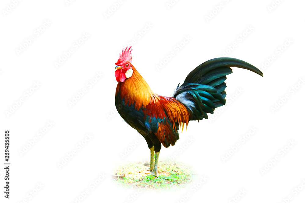 Fototapeta premium Isolated chicken studio shot white clipping path on white