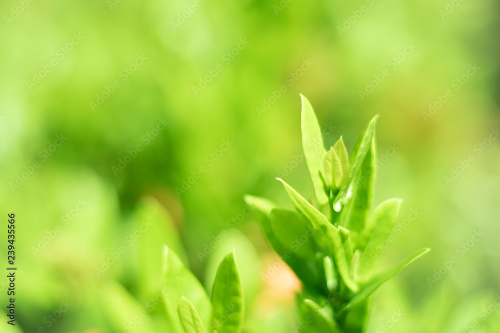 Tree branch green leave nature background Tree branch green leave nature background