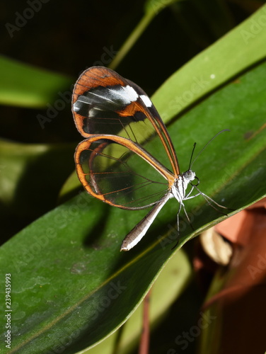 Glasswing butterfly Greta oto sitting on a leaf