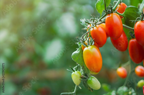 Ripe red tomatoes and colorful variety, hanging on the vine of a tomato tree in the garden.