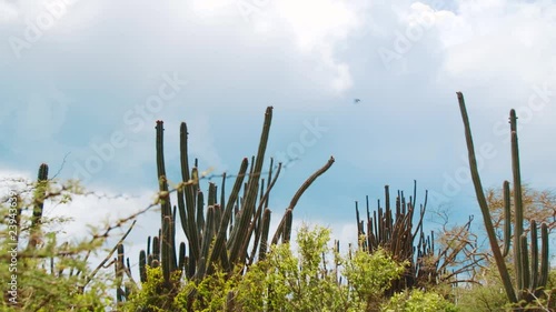 Low angle view of tall cacti in Curacao, Dutch Caribbean on cloudy day photo