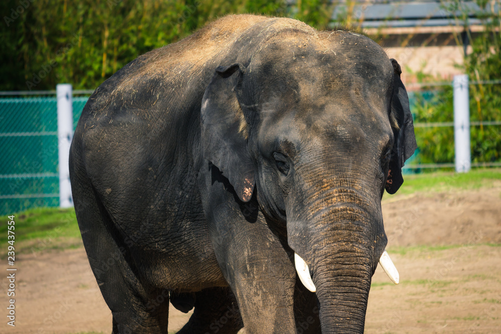 Fototapeta premium Elephant walking around