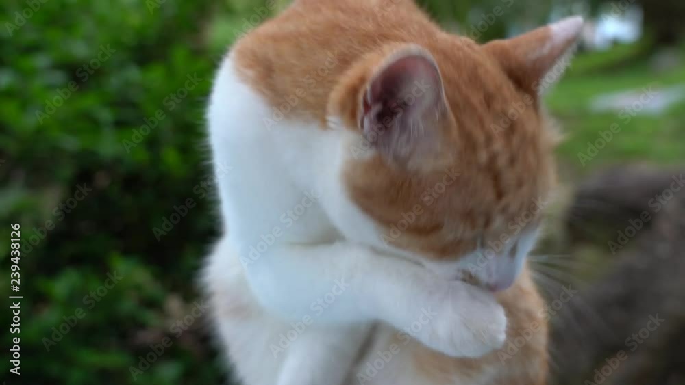 Beautiful domestic cat licking its paw and clean itself, close up. Nature background. Beautiful domestic cat licking its paw and clean itself, close up. Nature background.