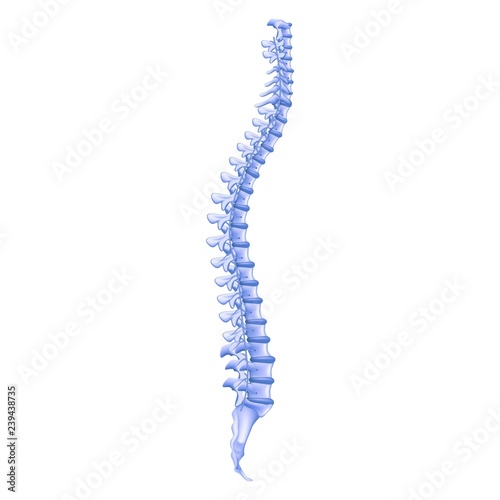 Realistic Illustration Bone Profile Human Spine