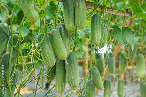 Fresh cucumbers growing in garden. Organic vegetable farm