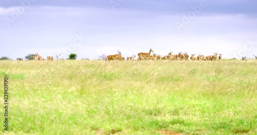 Kenya_Wide Shot Herd of Gazelle on top of grassy hill photo