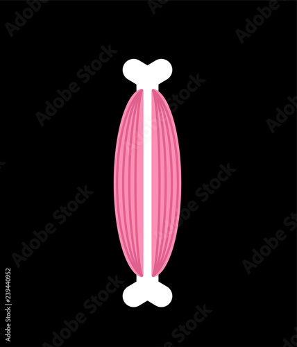 Bone with muscles. Human anatomy illustration. Vector illustration
