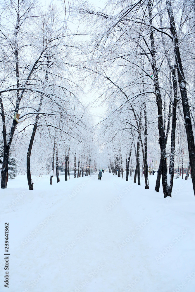 Winter-trees in snow
