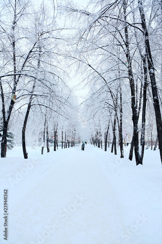 Winter-trees in snow © 198282