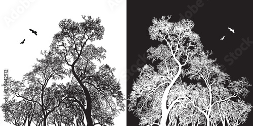Tree silhouette and birds - black and white vector illustration.