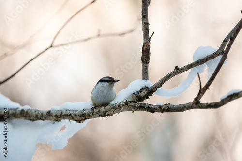 Eurasian Nuthatch Sitta europaea bird in the winter forest, sitting on a branch at sunset. © Anastasiia