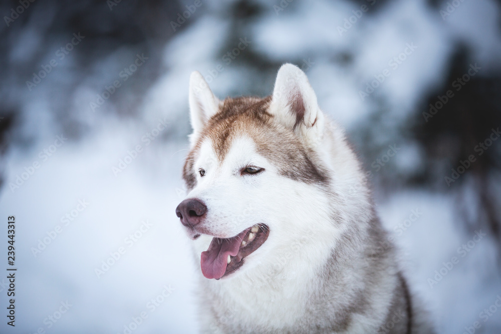 Profile Portrait of prideful and happy Siberian Husky dog sitting on the snow in front of fir-tree in the winter forest