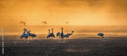 Cranes in a arable field at sunrise. Common Crane, Scientific name: Grus grus, Grus Communis. Feeding of the cranes at sunrise in the national Park Agamon of Hula Valley in Israel.