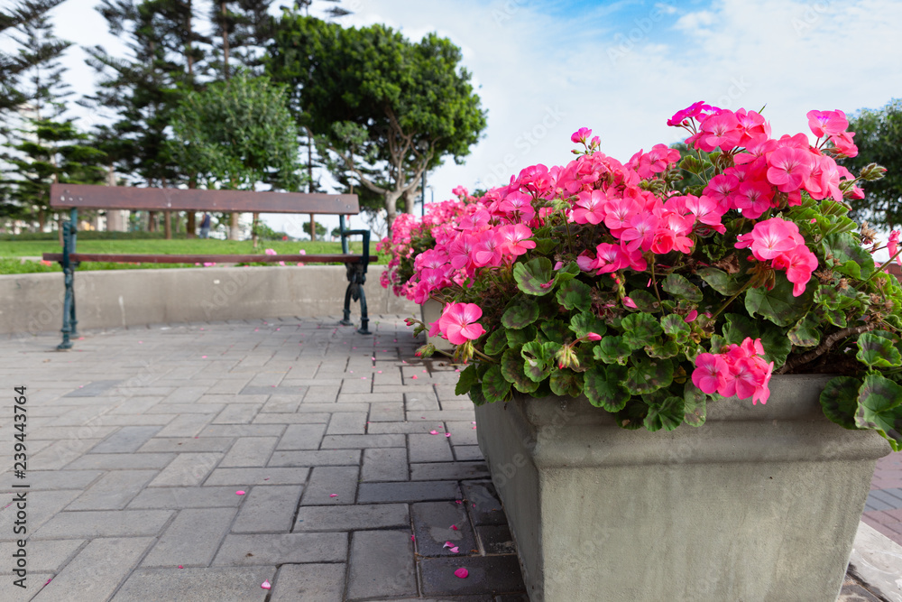 A paved area contains a seat for rest and quiet contemplation decorated with a large pot full of blooming and bright pink geraniums. copy space