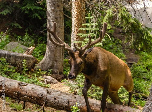 Elk in the rockies photo