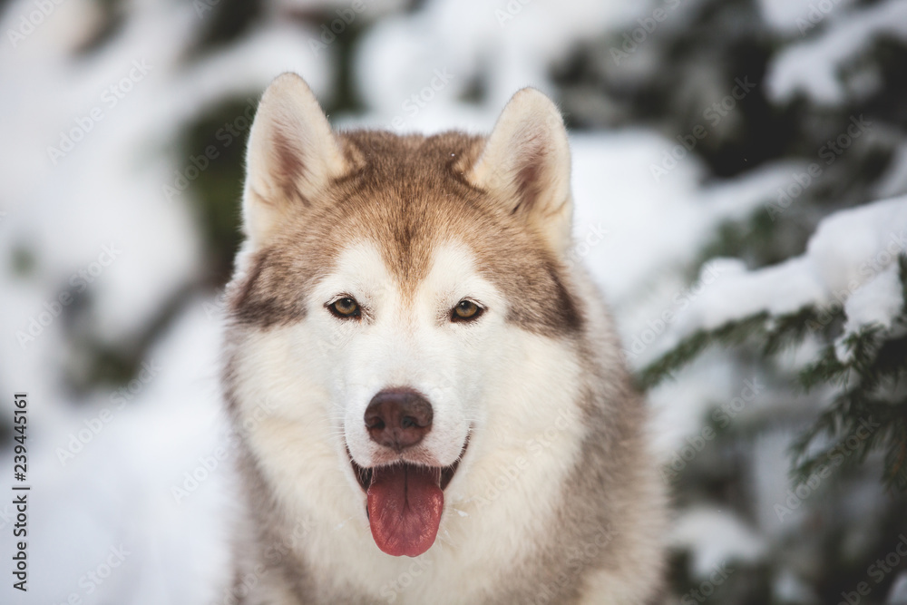 Portrait of cute, happy and free Siberian Husky dog sitting on the snow in front of fir-tree in the winter forest