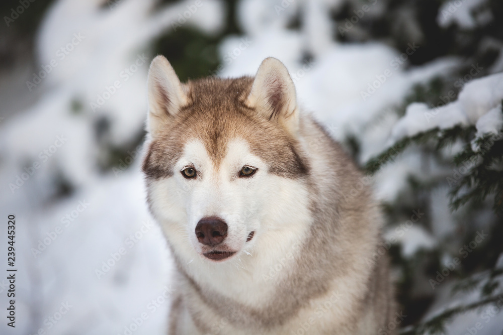 Portrait of gorgeous, happy and free Siberian Husky dog sitting on the snow in front of fir-tree in the winter forest