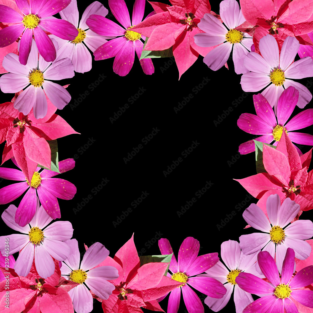 Fototapeta premium Beautiful floral background of the poinsettia and kosmeya 