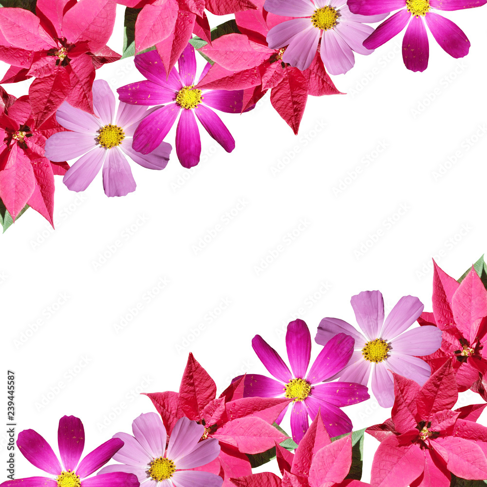 Beautiful floral background of the poinsettia and kosmeya 