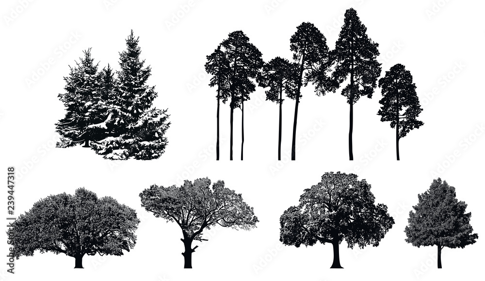 Fototapeta premium Trees - black vector silhouette isolated on white background. Set of realistic detailed graphic illustration of natural forest plant.