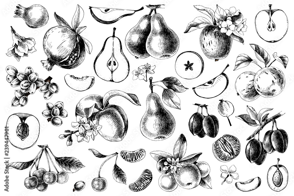 Hand drawn black and white fruits collection Stock Vector | Adobe Stock