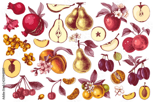 Hand drawn colorful fruits collection