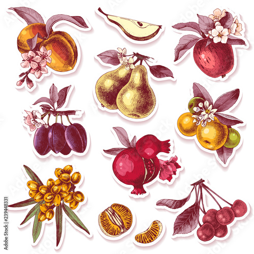 Vector set of adhesive stickers with hand drawn fruits