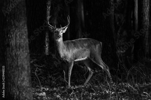 A white tail buck standing in the forest looking for does.