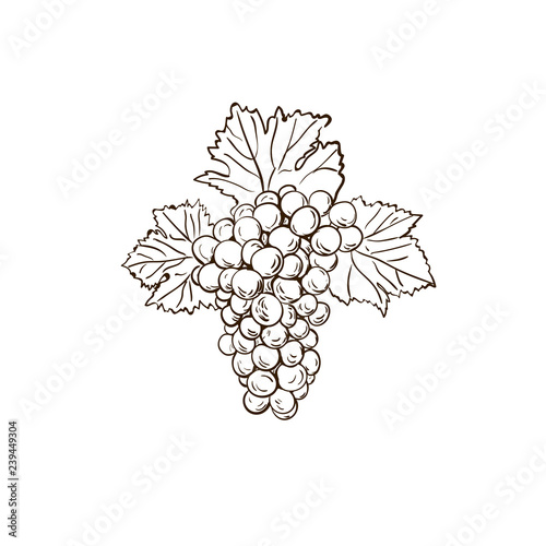 Grape branch sketch with leaves