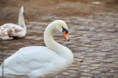 Fototapeta Naklejka Na Ścianę i Meble -  White swan on a pond in the city