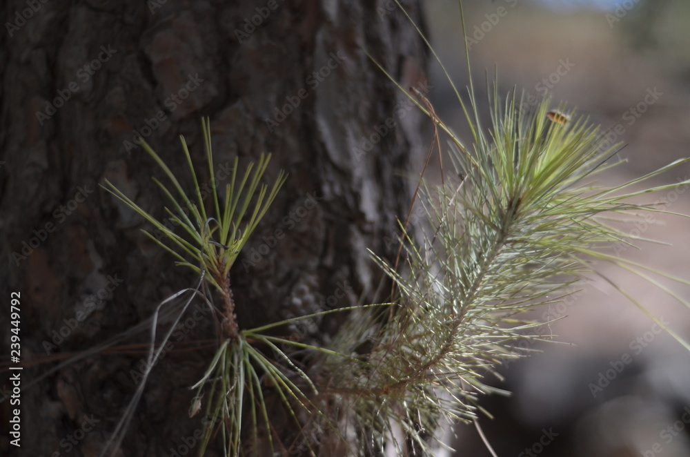 Naklejka premium sosni