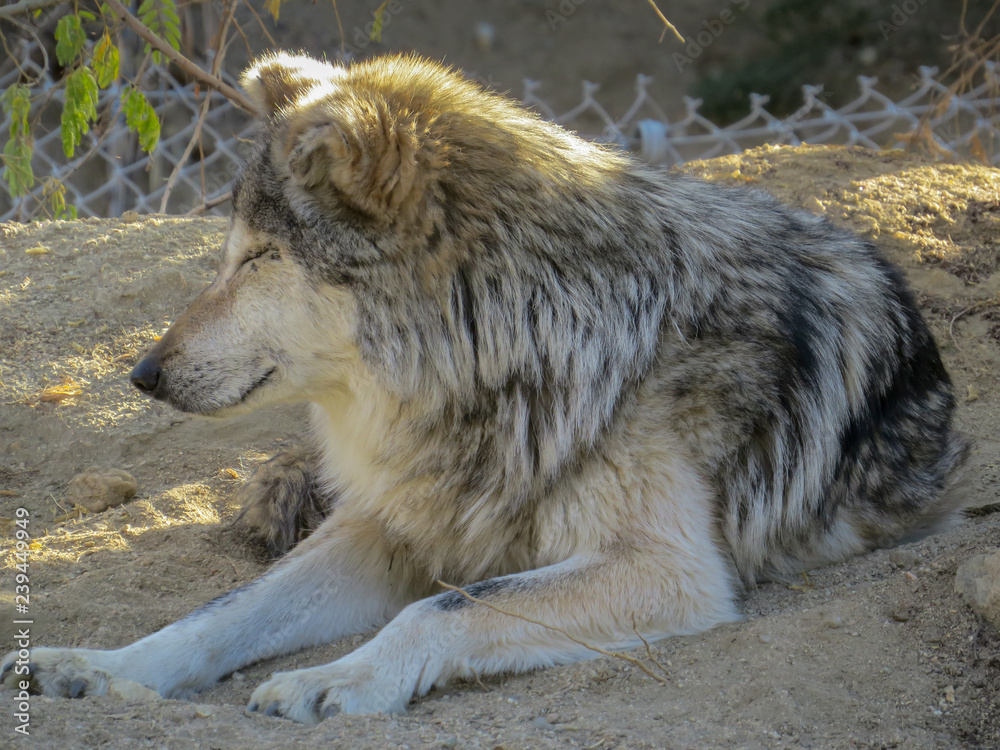 Fototapeta premium Mexican Wolf meditating in a zoo