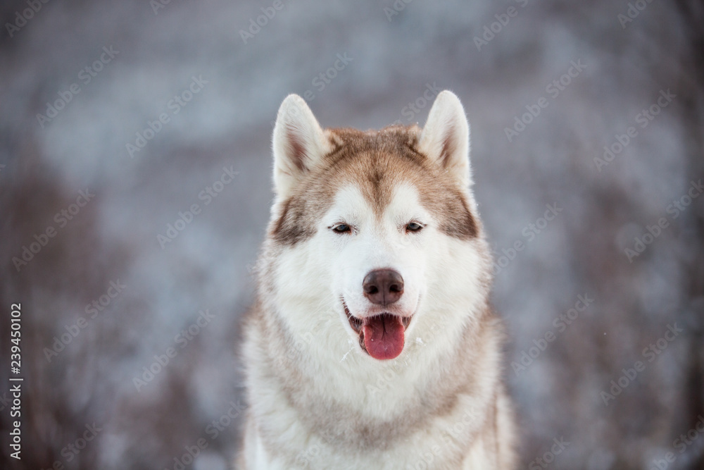 Close-up portrait of happy Siberian Husky dog sitting is on the snow in winter forest at sunset on mountain background