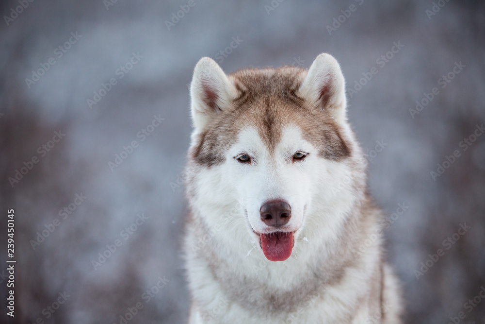 Close-up portrait of happy Siberian Husky dog sitting is on the snow in winter forest at sunset on mountain background
