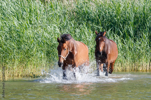 Pferde an der Müritz