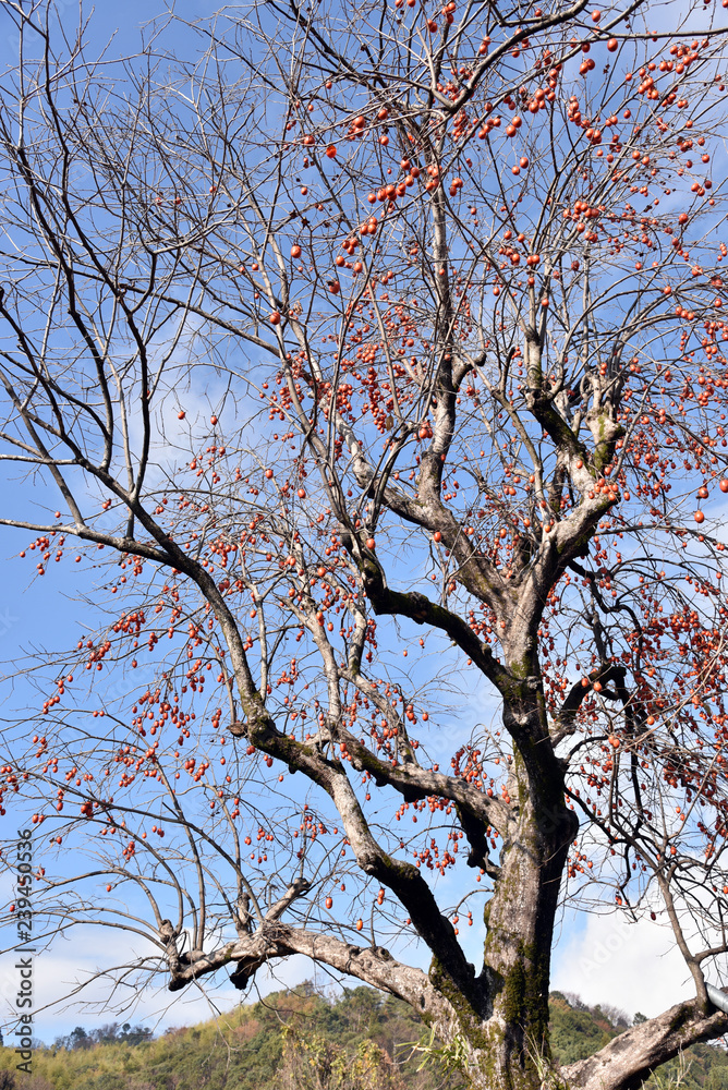Fototapeta premium 秋の風景