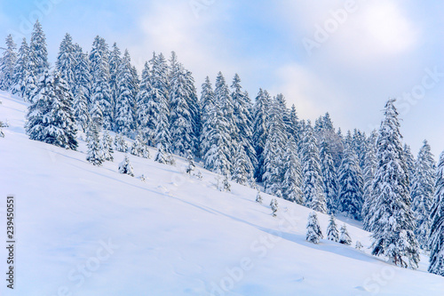 Forest of spruce trees on alpine hill